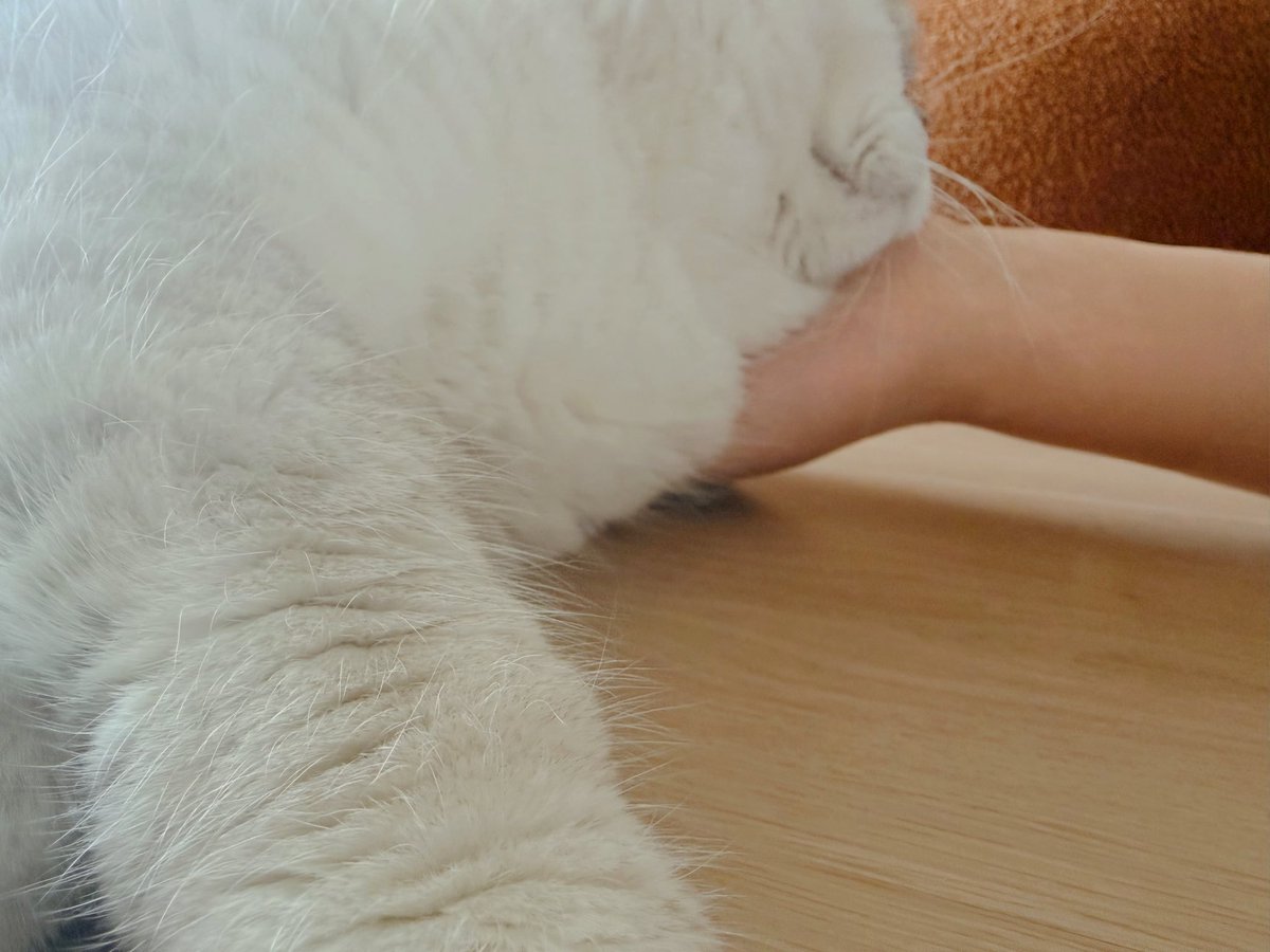 kittyki33u's tweet photo. 酗酒之后躺在地上睡了一会儿，猫咪走过来趴在了我旁边，我爱猫咪
#小狗日记 https://t.co/yAnjEVUEFe