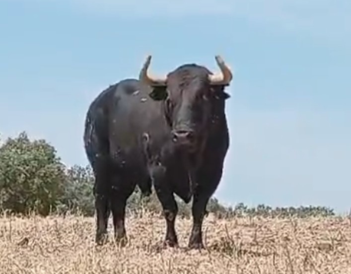 ctdonataire's tweet photo. Desde Don Tello...el otro protagonista del XX Aniversario de la Comissió Taurina Donat Aire de Meliana es Vinaza-42 G2, de Jandilla. Un toro con plaza, serio, con volumen y alzada, la cara en su sitio y una expresión de hombre que impone respeto 💙💙💙 https://t.co/KfjLAxO5hn