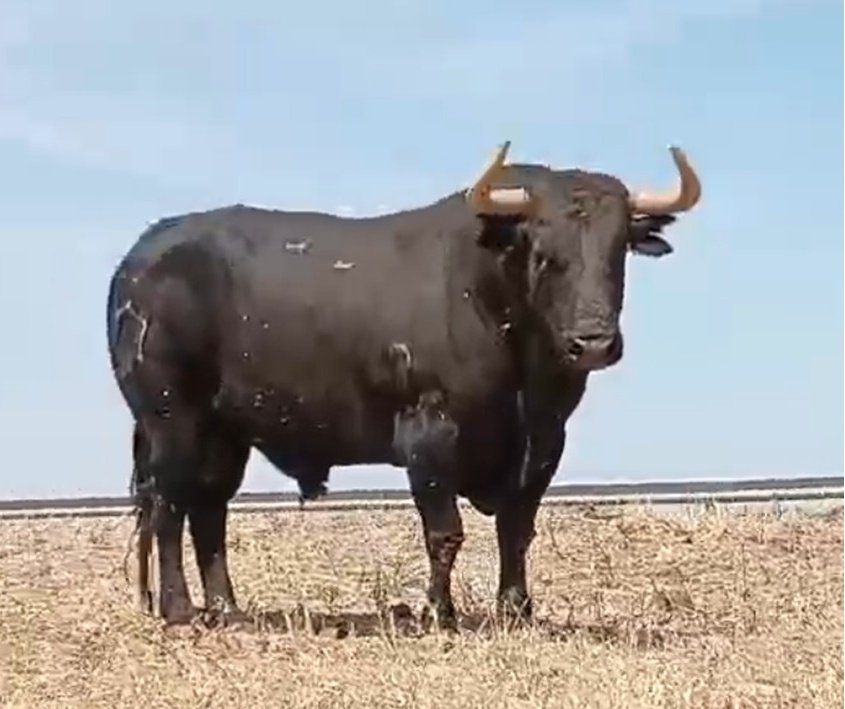 ctdonataire's tweet photo. Desde Don Tello...el otro protagonista del XX Aniversario de la Comissió Taurina Donat Aire de Meliana es Vinaza-42 G2, de Jandilla. Un toro con plaza, serio, con volumen y alzada, la cara en su sitio y una expresión de hombre que impone respeto 💙💙💙 https://t.co/KfjLAxO5hn