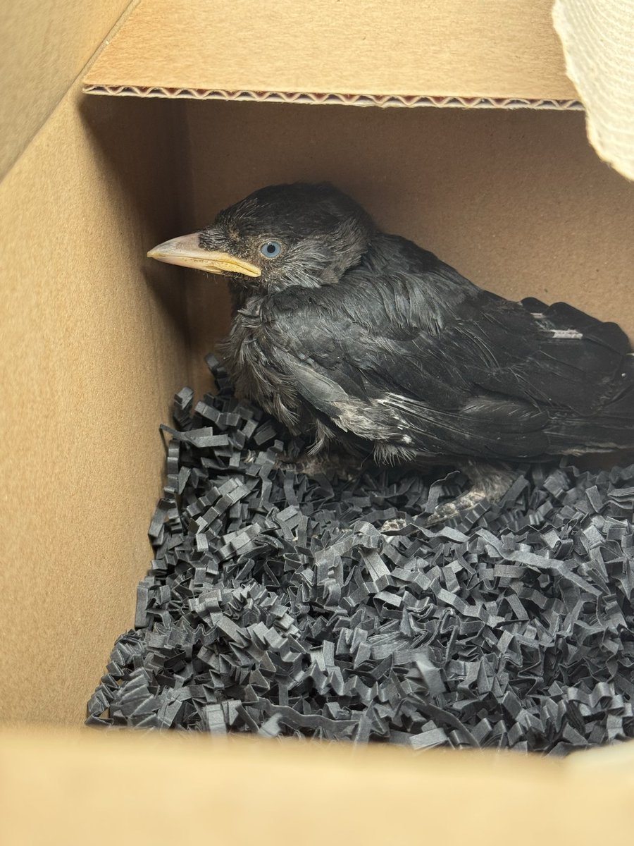 DrAllyLouks's tweet photo. Today I rescued a baby jackdaw that fell out of his nest and was abandoned by his parents. He’s now got a new family at the wildlife sanctuary 🐦‍⬛ https://t.co/HMJbsWWiQW