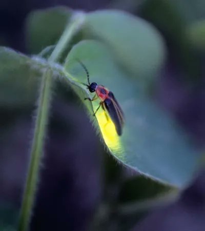Give A Shit About Nature tweet media