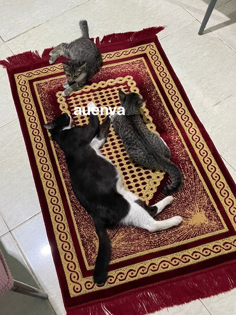 auenva's tweet photo. sesuka itu😭😭 https://t.co/1g78CUP1z6
