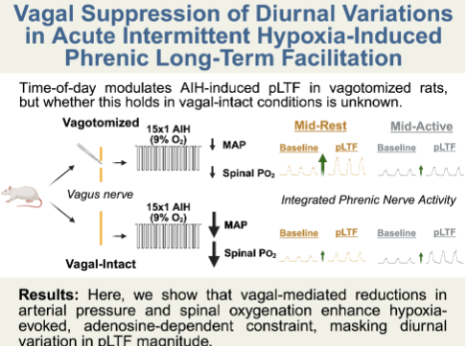 JNeurophysiol's tweet photo. More #hypoxia research in this @UF #ArticleinPress, #Vagal Suppression of Diurnal Variations in Acute Intermittent Hypoxia-Induced Phrenic Long-Term Facilitation (Alec L. E. Butenas et al.):

https://t.co/D3d3N5XUt5 https://t.co/ngitETEraY
