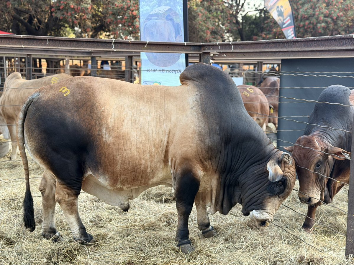 ForwardMakasi1's tweet photo. Tomorrow Cattle breeders from across Zimbabwe will gather at CC Sales, Mt Hampden for the 2026 ZBBS Sale. 
The #Boran, originating from the rangelands of Kenya and Ethiopia, is a breed selectively developed for survival in harsh, demanding environments. Boran genetics are ideal for Zimbabwean conditions. Whether you are looking to expand your herd, upgrade your genetics, or connect with fellow producers, this is the event not to miss!