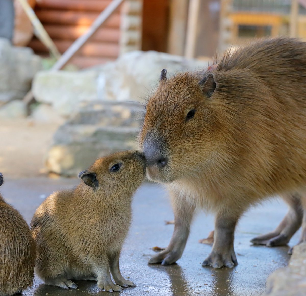 CapybarasOnX's tweet photo. お鼻をくっつけ合って内緒話でもしてるのかな？🥺 https://t.co/IATGqYtYzG