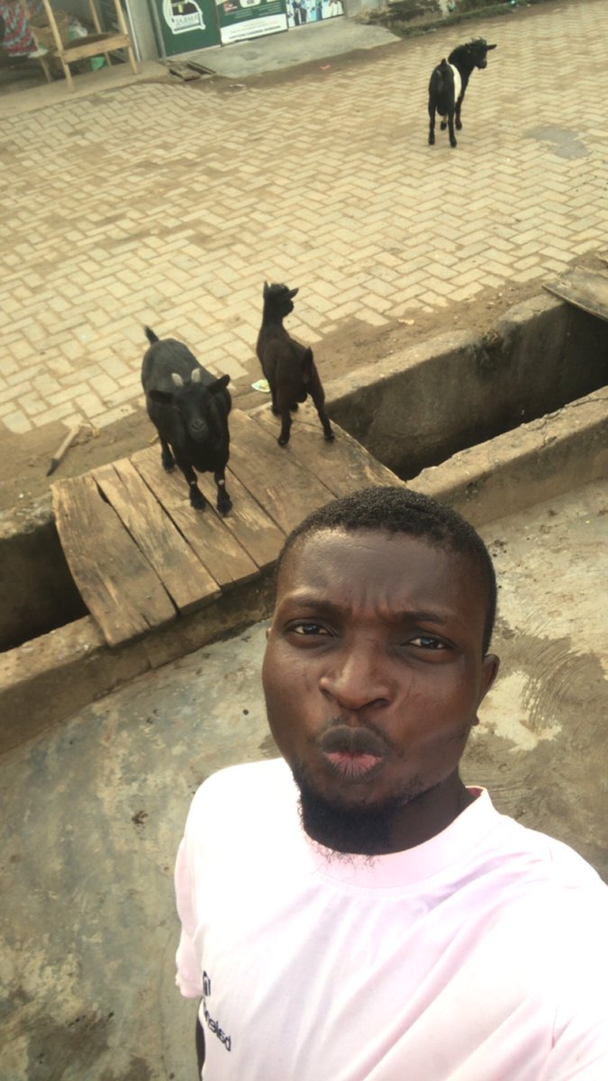 Jahjhe2's tweet photo. My goats are living their best life. Tonight’s special: fresh air and good company. 
Fresh air get nutrients pass yam 🤤 https://t.co/7OX5fJb3fx