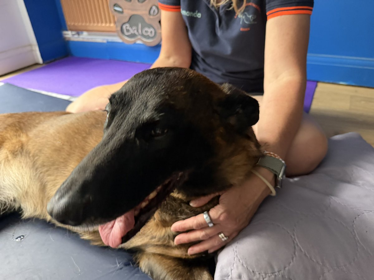 Chappers2013's tweet photo. This afternoon Baloo had more treatment for her tight Psoas muscle with @canine_essex 

After a busy afternoon #spreadingsmiles Baloo loved having some massage therapy 🥰

Baloo loves Amanda too ❤️🐾🐾🐾 https://t.co/bs4J41FcCd