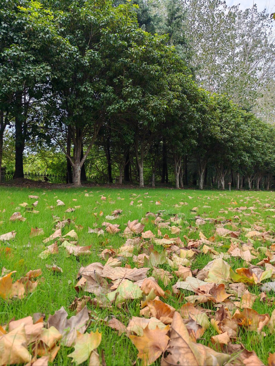 Adil885897921's tweet photo. Lovely autumn breeze + fallen chestnuts = perfect cozy weekend , https://t.co/5DkgW725Zv