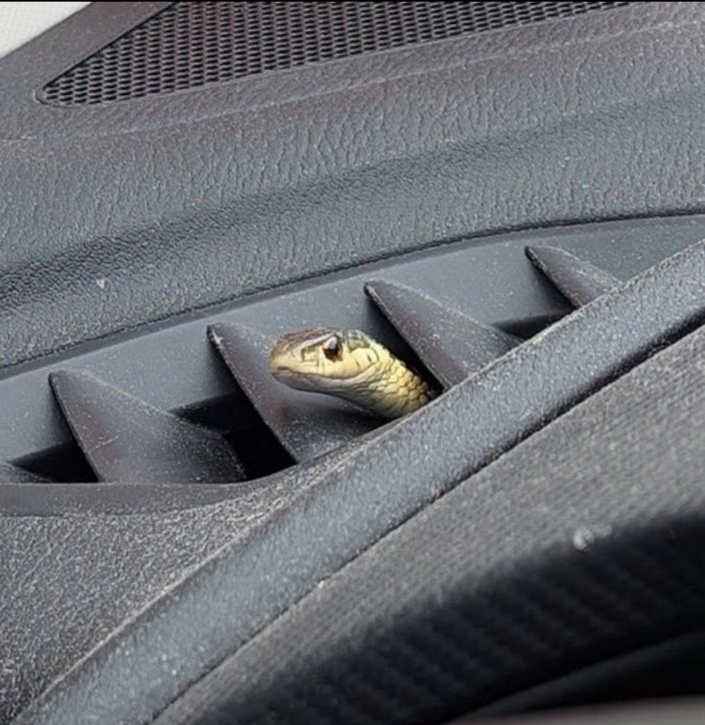 leodey4uu's tweet photo. what will you do if you see this in your car? https://t.co/FFKLjnbfQp