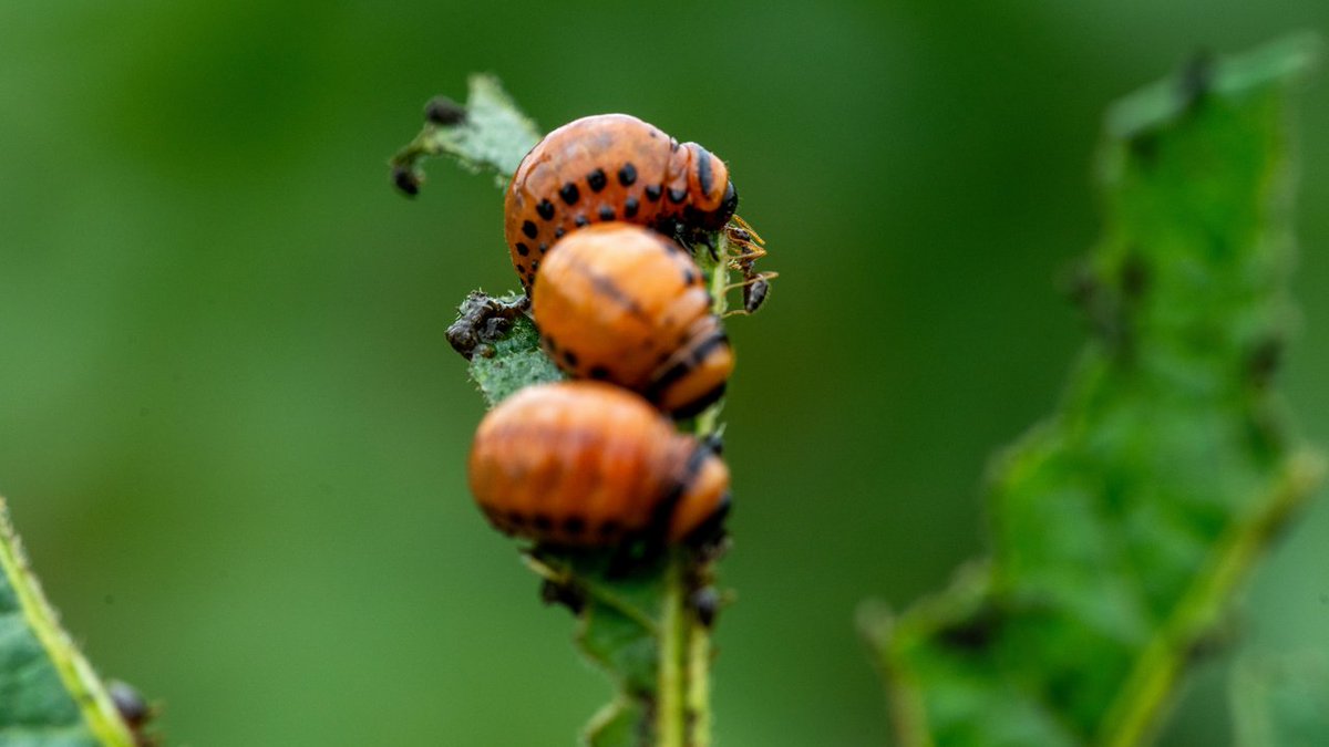 BASFAgSolutions's tweet photo. Say bye bye to Colorado potato beetles with Cimegra insecticide. 👋 Its Group 30 mode of action protects potatoes from difficult-to-control pests like wireworms and Colorado potato beetles.

Explore the pests it can help you control: https://t.co/rtPE8c8daq https://t.co/6j3Mp92BaH