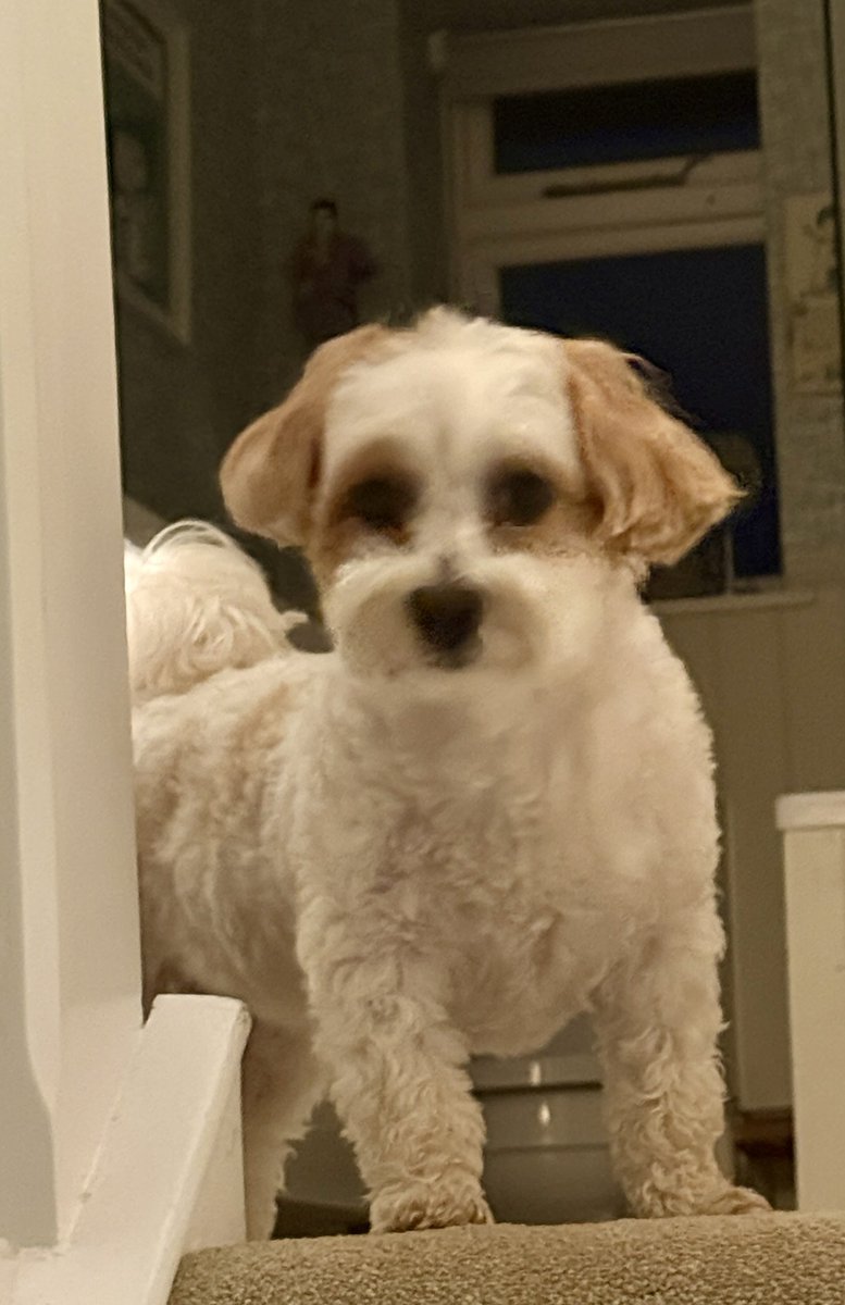 millypod1's tweet photo. 🆘18 JUNE 2026 #Lost STELLA #ScanMe
Cross Breed Female
Vicarage Lane #Send #Woking #Surrey #GU23
https://t.co/7leqaPhVkd https://t.co/0CNNErAXpp