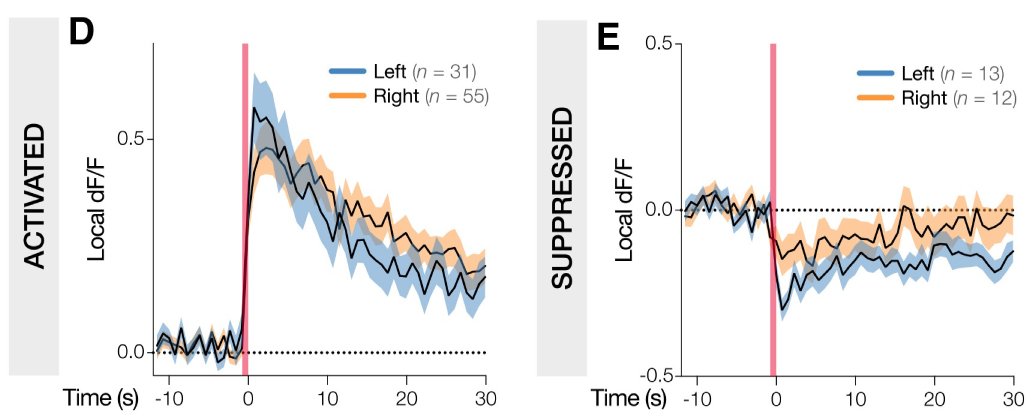 minelarinel's tweet photo. We observed both activated📈 and suppressed📉 vagal sensory neurons to gut distension (which I find suppression to be super interesting since it hasn't been commonly reported in the field!). We also did not observe lateralization in vagal encoding, unlike adult mammalian systems https://t.co/om3PWG39hY
