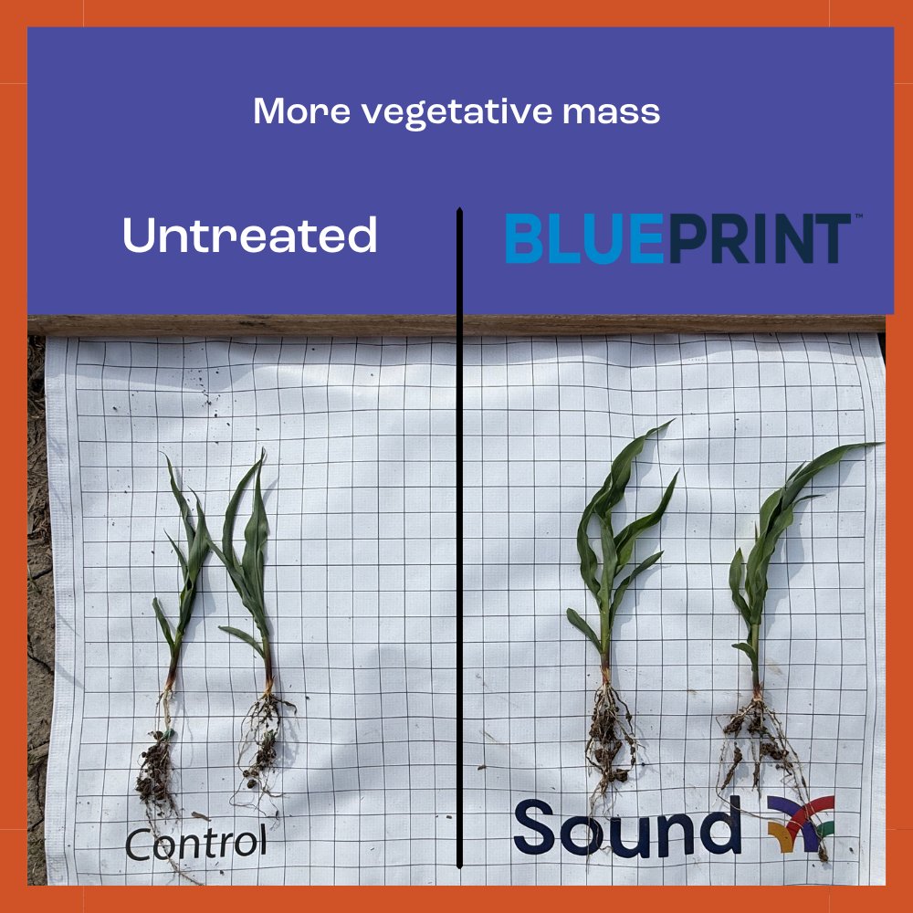 sound_ag's tweet photo. Sound's Max Acre solution is the perfect product synergy, with SOURCE and BLUEPRINT working together to unlock and deliver essential nutrition, maximizing crop health and yield. 

Learn more:
https://t.co/MW8Y5MjV8H https://t.co/nmeBQAuKnj
