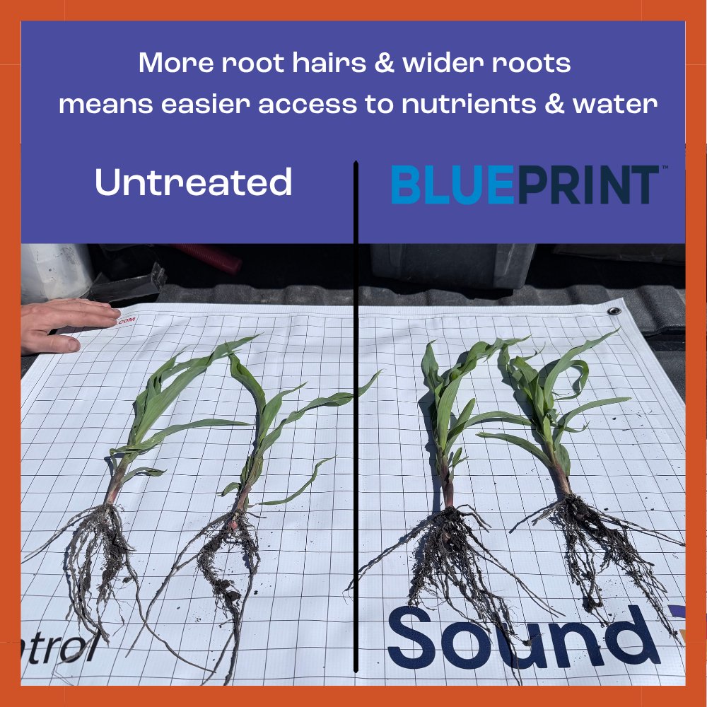 sound_ag's tweet photo. Sound's Max Acre solution is the perfect product synergy, with SOURCE and BLUEPRINT working together to unlock and deliver essential nutrition, maximizing crop health and yield. 

Learn more:
https://t.co/MW8Y5MjV8H https://t.co/nmeBQAuKnj