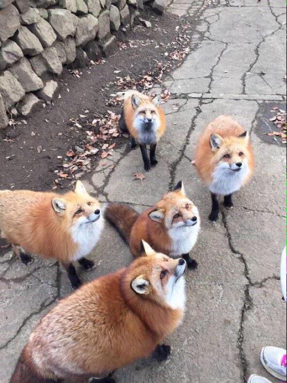 AnimalLove_22's tweet photo. https://t.co/k4ocQrF2a0