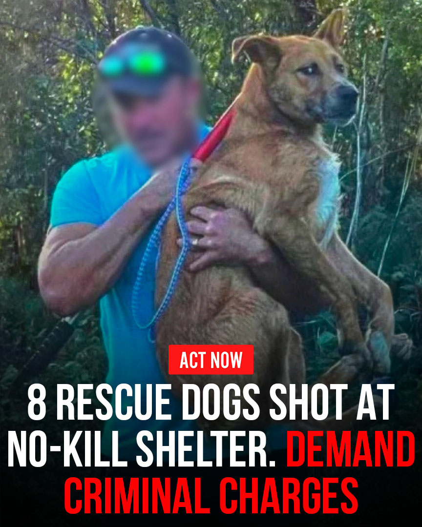 Animal Hero tweet media