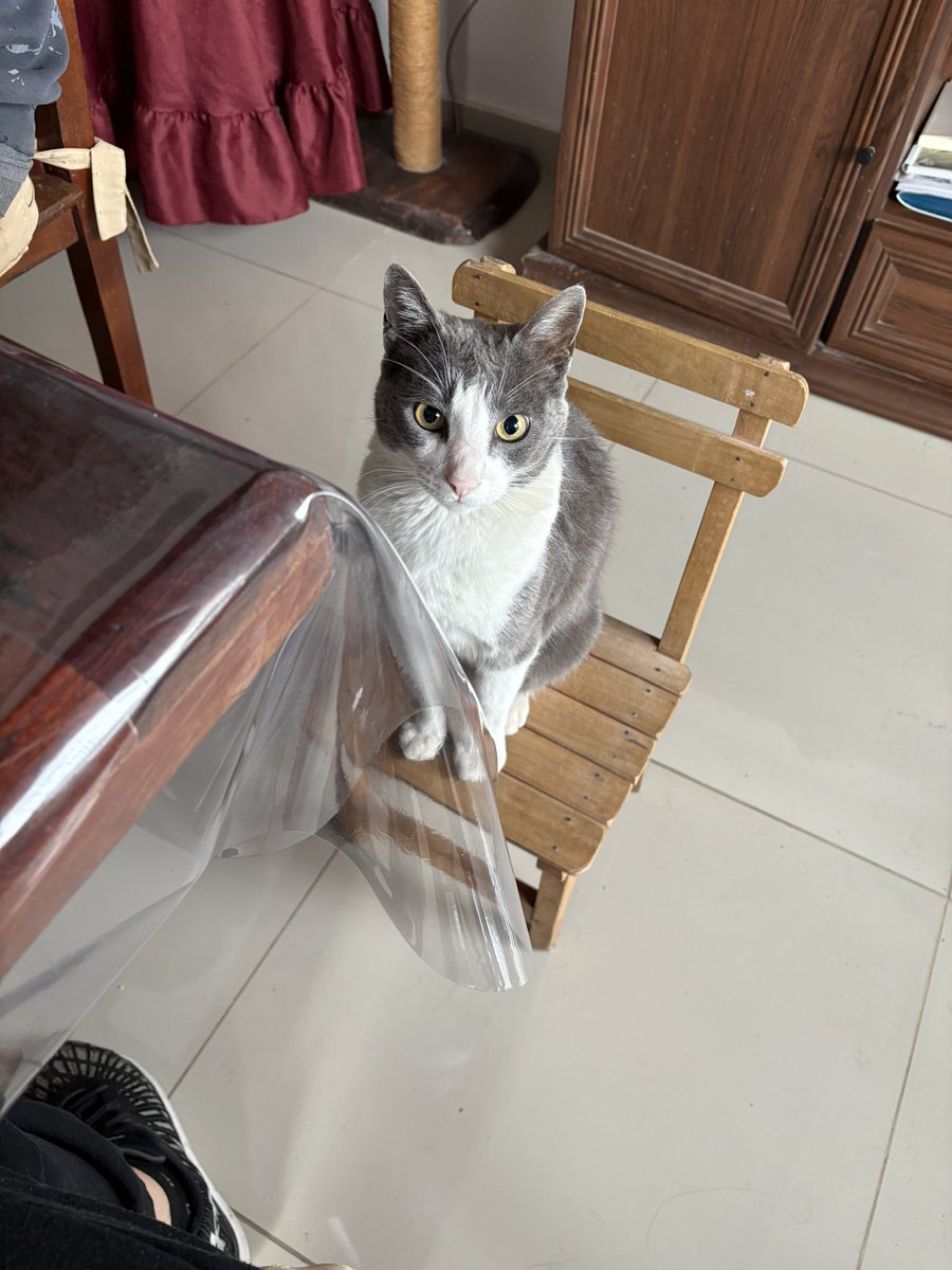 freddiexdelilah's tweet photo. mi gato nos copia cuando ve que nos sentamos en las sillas del comedor. no se sube a la mesa ni pide comida, solamente se sube a una silla libre y se queda sentado mientras nos mira.

dadas estas circunstancias hicimos lo más prudente: le pusimos una sillita miniatura https://t.co/f5gOHRD0WN