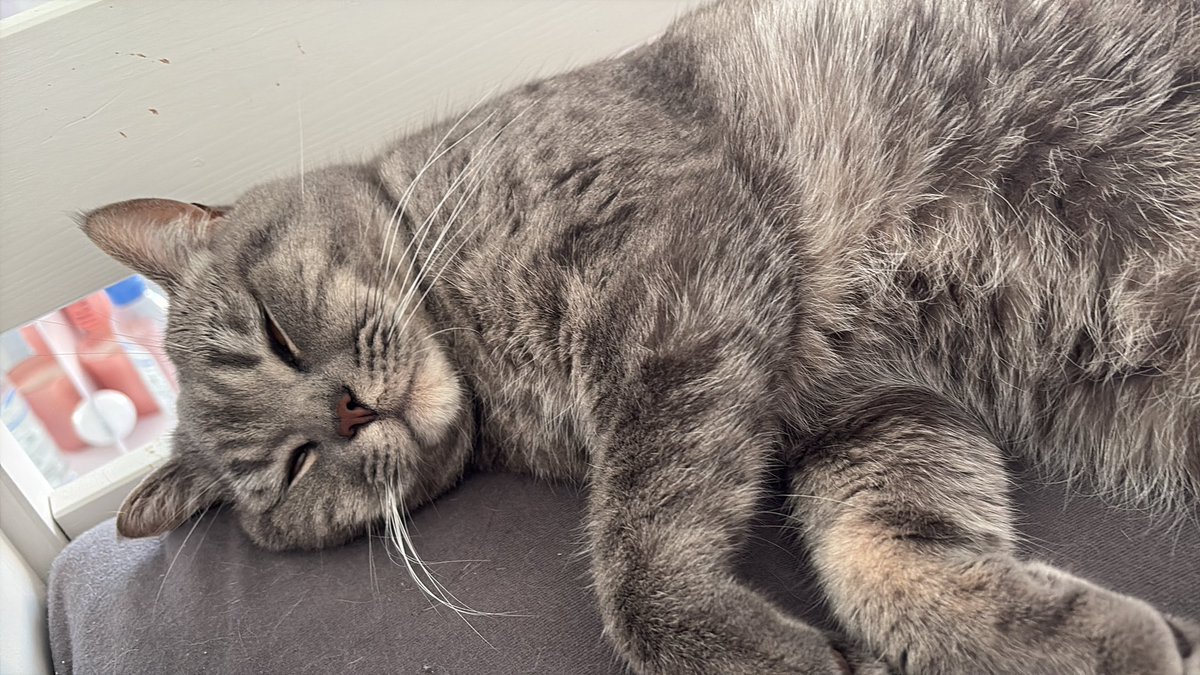 hutaowhocuts's tweet photo. Meow https://t.co/S7P5pS7zWf
