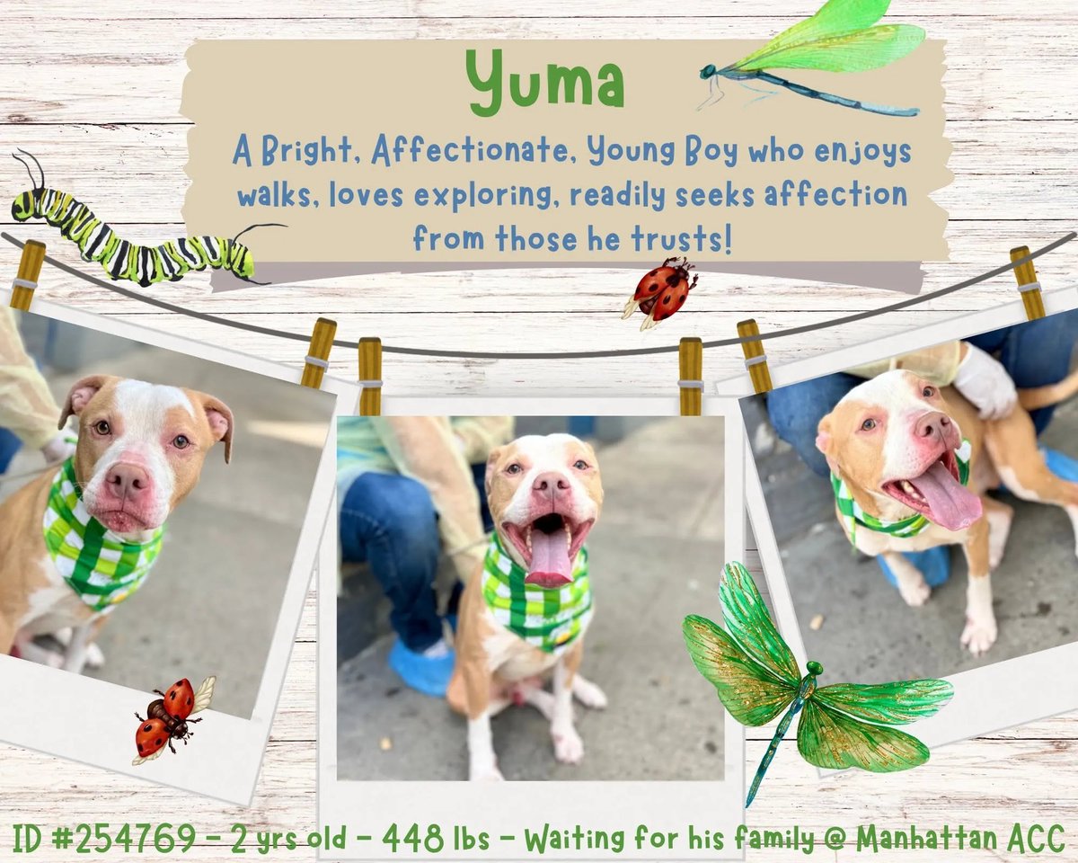 notthesameone2's tweet photo. Yuma is under kill command: https://t.co/K6SXDUyAAF