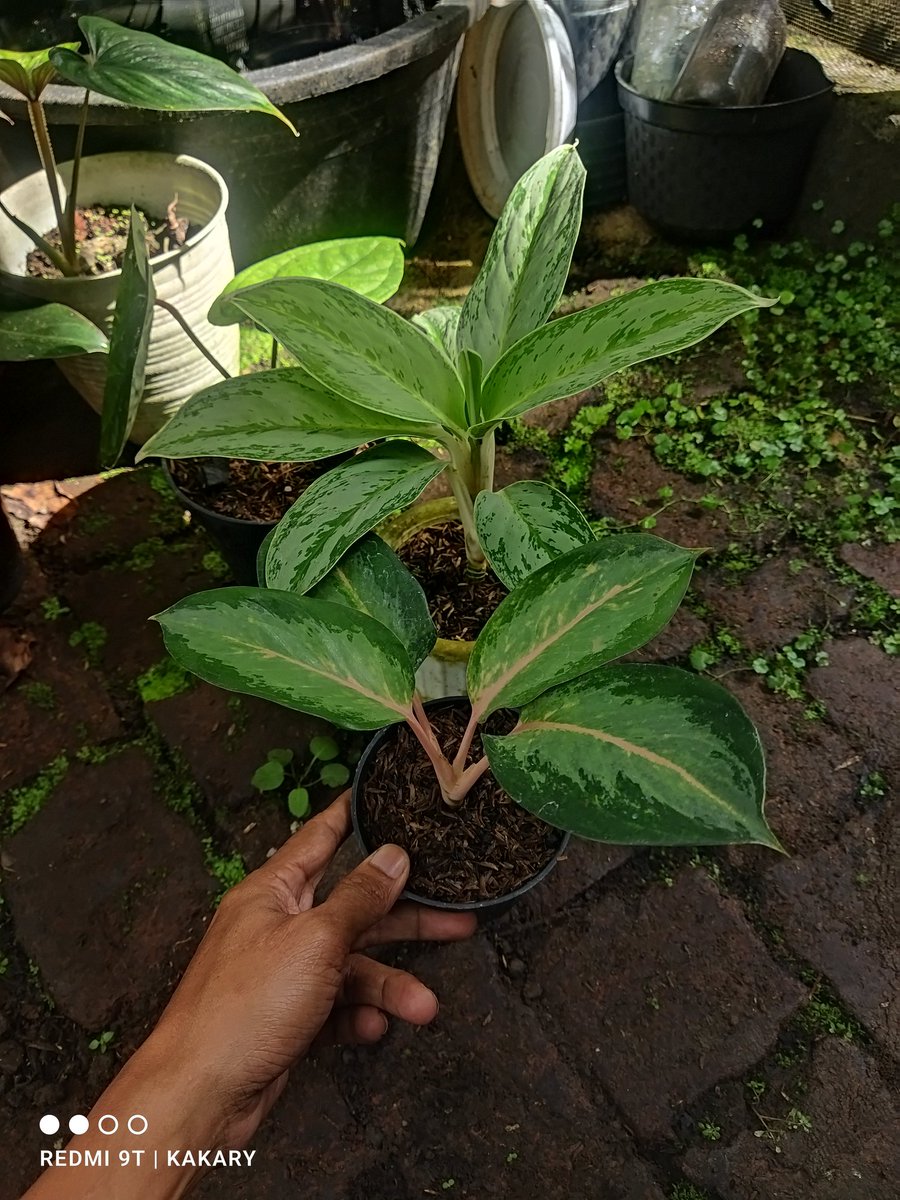 arysamarang's tweet photo. @adipurwa74 Saya punya kayak gini https://t.co/Brxau2X0DU
