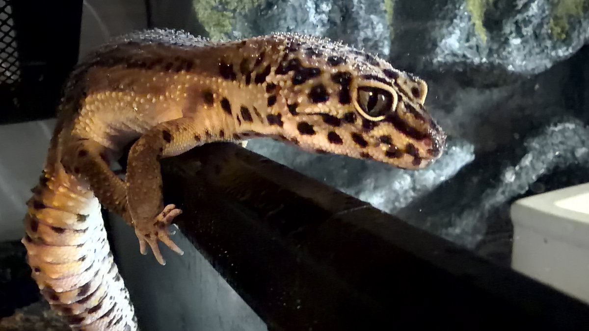 REptile_jangle's tweet photo. 毎日ほのぼの癒やしをくれる子達☺

可愛すぎてたまらない💝

クレス夫婦
もしかしたら🥚産むかも？！

楽しみがたくさん😆🧡
#爬虫類 
レオパやクレスとの暮らし🌱もしてくよ～♪ https://t.co/eHlUHzLFFk