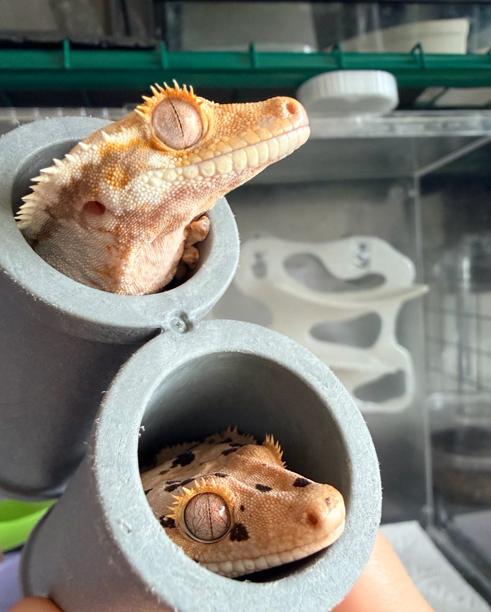 REptile_jangle's tweet photo. 毎日ほのぼの癒やしをくれる子達☺

可愛すぎてたまらない💝

クレス夫婦
もしかしたら🥚産むかも？！

楽しみがたくさん😆🧡
#爬虫類 
レオパやクレスとの暮らし🌱もしてくよ～♪ https://t.co/eHlUHzLFFk