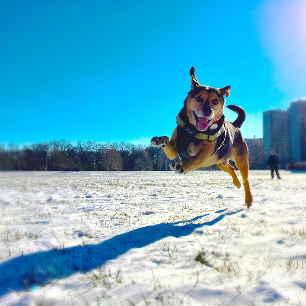 jeffrayc's tweet photo. @slater57649 My guy Wrigley. I miss him every day. https://t.co/qLqtvWwNqy