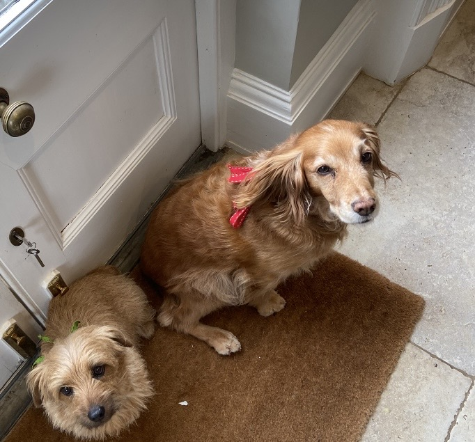 millypod1's tweet photo. 🆘18 JUNE 2026 #Lost Winnie #ScanMe
ELDERLY Cocker Spaniel Female
#Stonesfield area #Oxfordshire 
nr #Witney West Oxfordshire
https://t.co/BG7rXEnETI https://t.co/wMOhq6nL58