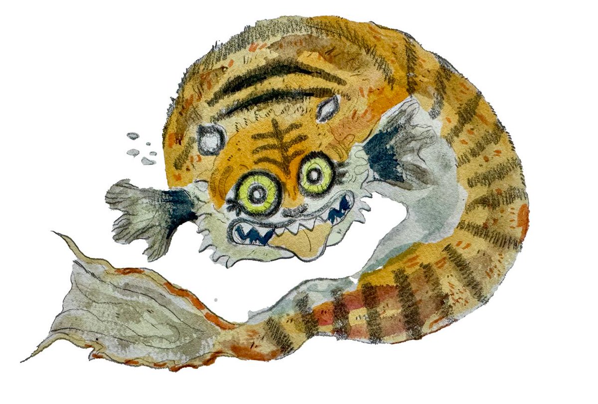 susciPepe's tweet photo. Tiger fish https://t.co/388oyqRbUi