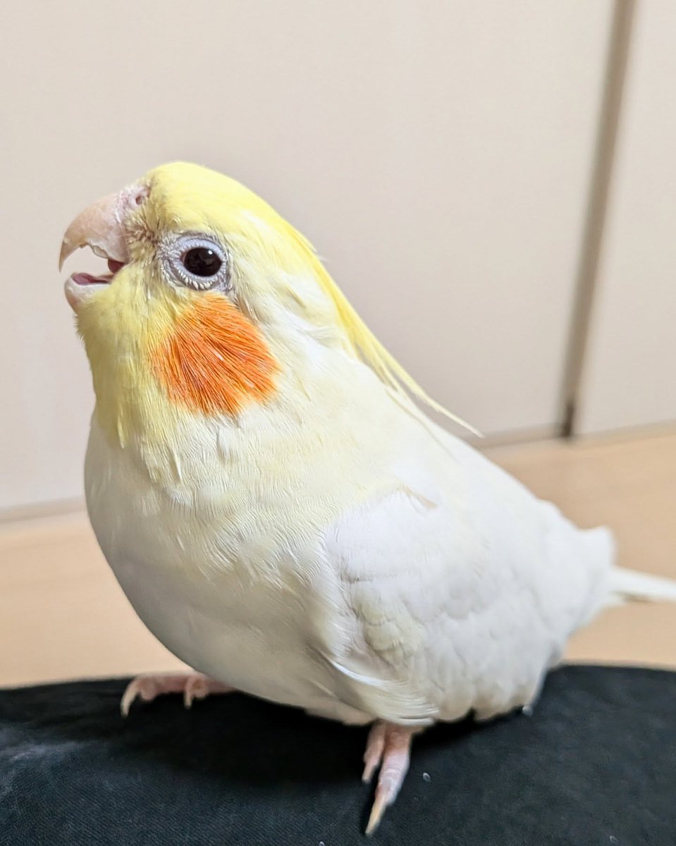 Birds Colour 🕊️ tweet media