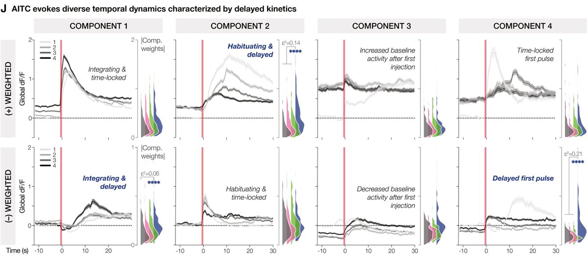 minelarinel's tweet photo. What about chemosensation? Neural responses to nutrients were indistinguishable from distension, underscoring how dominant mechanosensation is in rapid gut-brain encoding in 🐟. But aversive signals stood out with slow-onset kinetics, highlighting temporal coding of gut signals⏰ https://t.co/3Xz1FP2I8Z