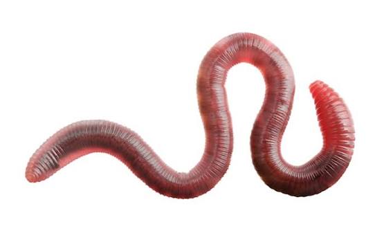 objectobje's tweet photo. @sour4pple worm 🪱🐛😭😭 https://t.co/A8xNKUiDCc