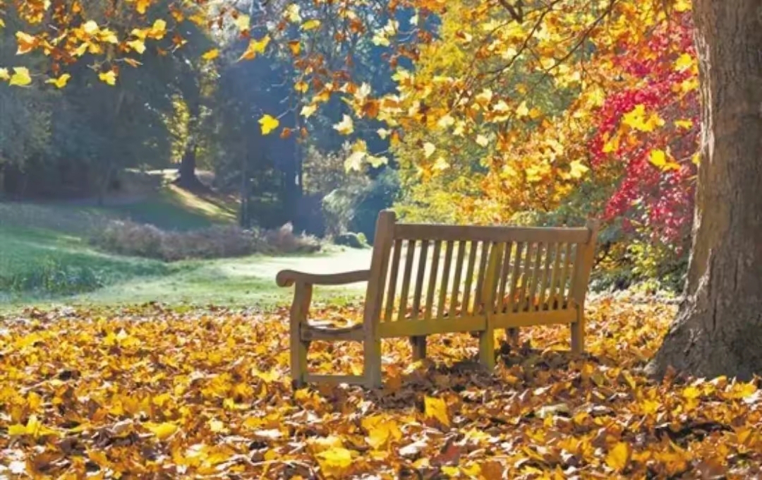 No_Nam3_97's tweet photo. "First autumn breeze hitting this morning—crunchy leaves, warm coffee in hand, perfect slow start to the day "， https://t.co/wXRmm8q3MB