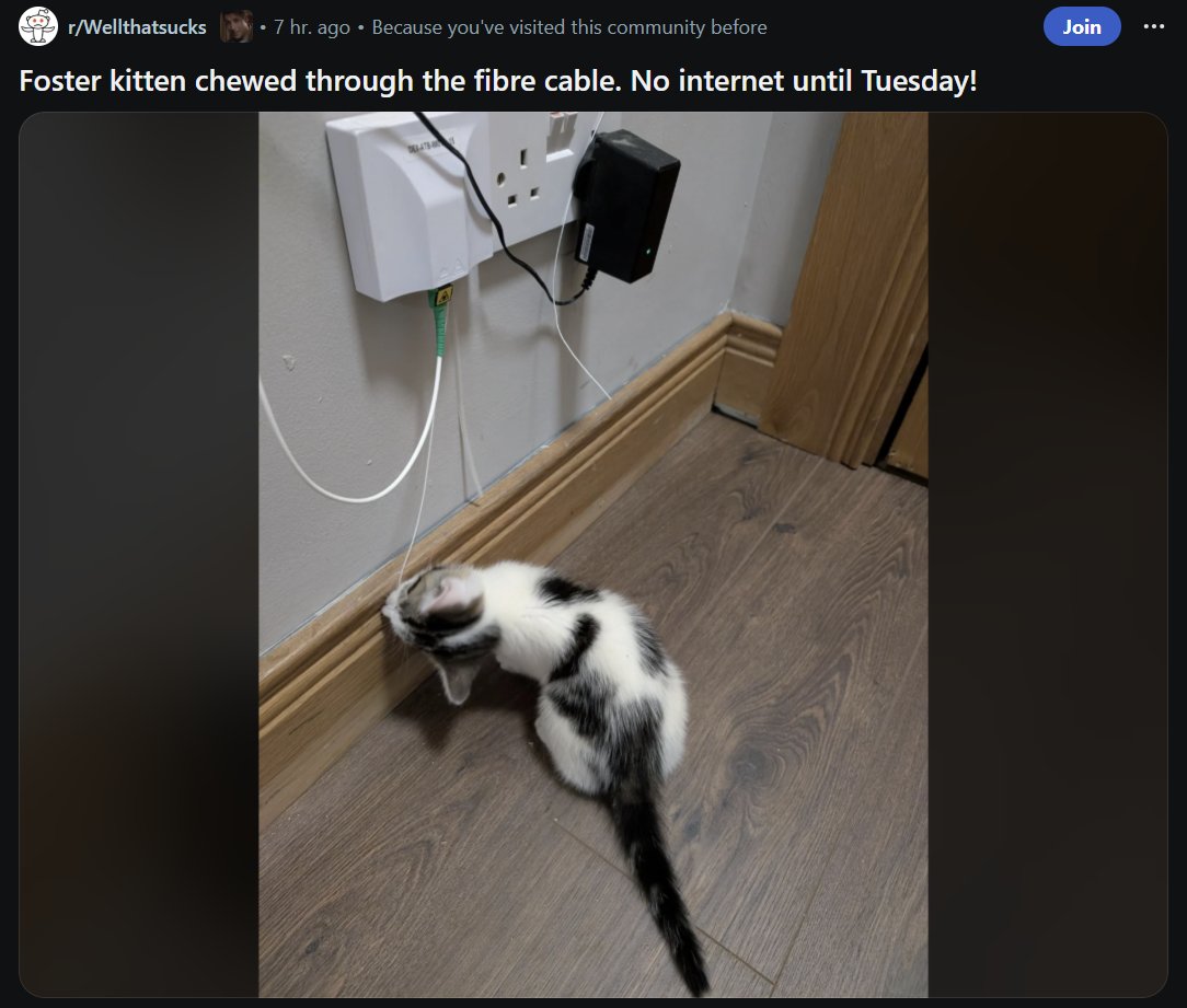 CatWorkers's tweet photo. They have a new apprentice. https://t.co/eqFrvd2nMZ