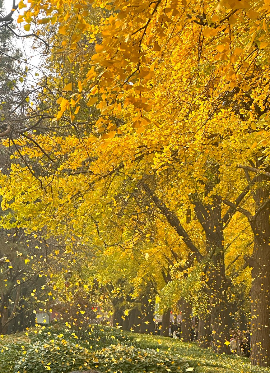 Lin40831462's tweet photo. Bright autumn day just hit different—crunchy leaves, cool breeze, and that golden glow making every walk feel like a little win ， https://t.co/QgmQ5SSkHw