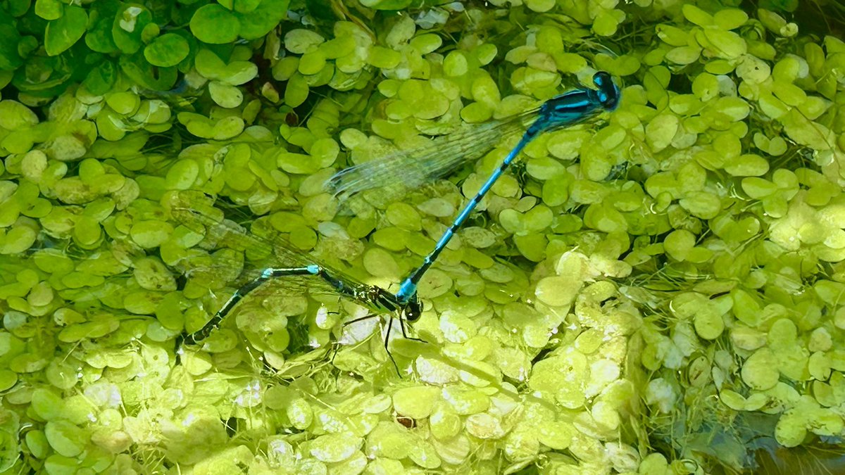 Jane__Ferguson's tweet photo. In our garden today. Marmalade Hoverfly, Meadow Brown Butterfly, Azure Damselfly &amp; Australian Orange-tip Moth. 18/06/2026 https://t.co/2WYKoCtVKk