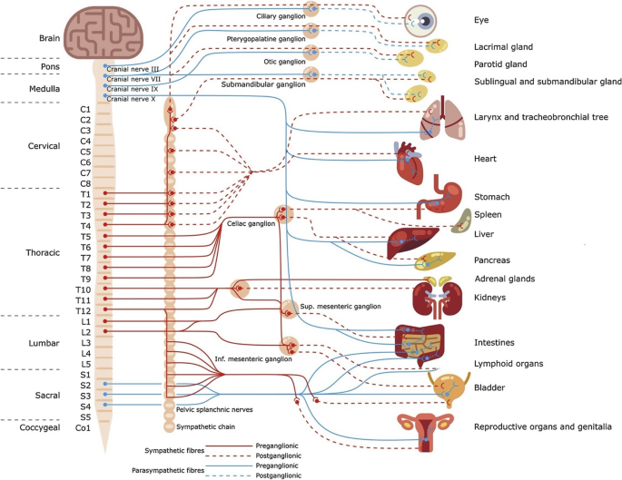 Bioelectronic Medicine - Journal tweet media