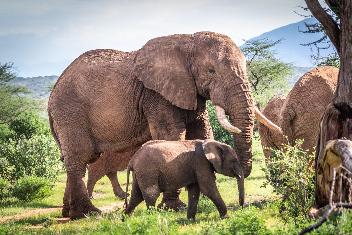 ste_kenya's tweet photo. Meet Daud, one of Samburu's impressive bulls, pictured with a young calf. We’re not sure if this little one belongs to him, but we know his genes have likely spread far and wide. This Father's Day, we're celebrating elephant (and human) dads like Daud everywhere!

📸 @robbielab https://t.co/DLkhlynmsh