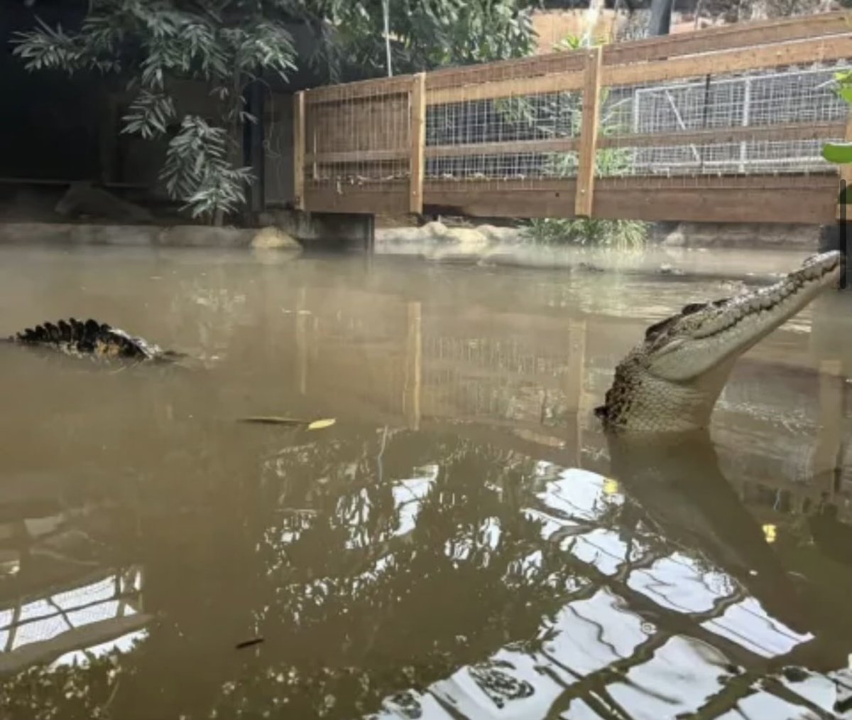 CF_Farrow's tweet photo. A photo of the crocodile enclosure. A 3 year old couldn't have fallen  in or be accidentally pushed. He wouldn't have reached the barrier. 

An evil man deliberately lifted up &amp; threw him in that wee child to be savaged. 

Poor innocent angel. I've never felt so angry. https://t.co/YdTL1VcFQJ