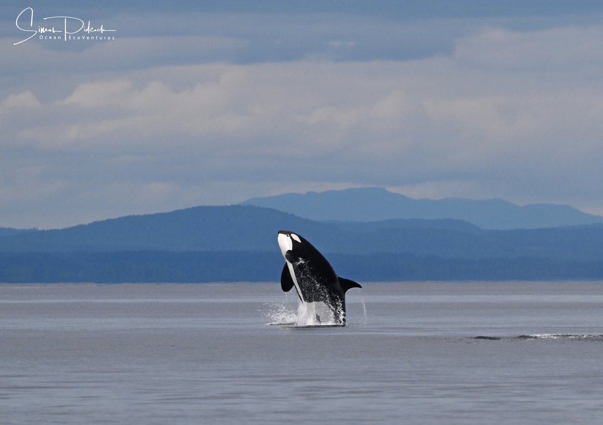 Pacific Whale Watch Association 🐳 tweet media