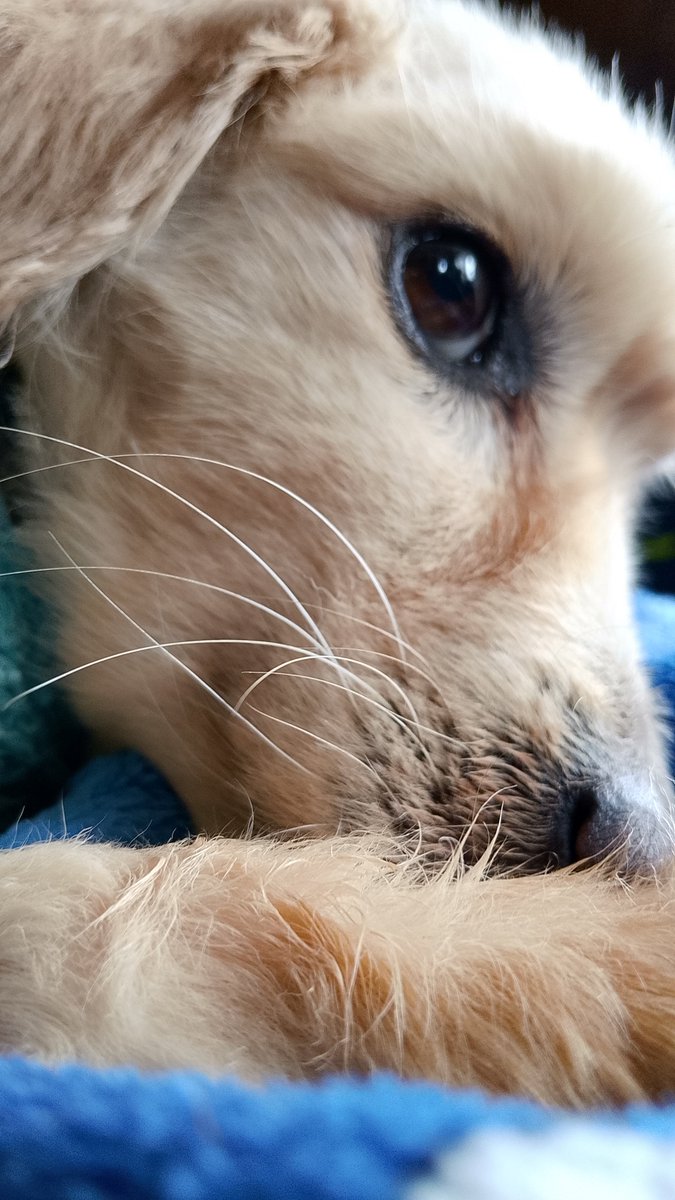 4patas100% 🐾💛 tweet media
