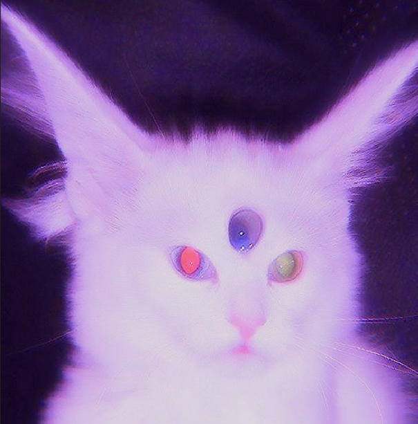 netzach428573's tweet photo. mewgenics if it was made in 2015 https://t.co/XJD21sgrzt