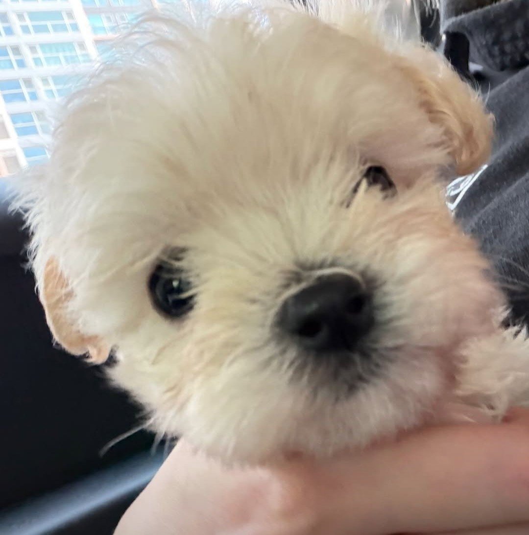 jnkwinter's tweet photo. a winter pariu esse cachorro não é possível https://t.co/qRv3FNtRYM