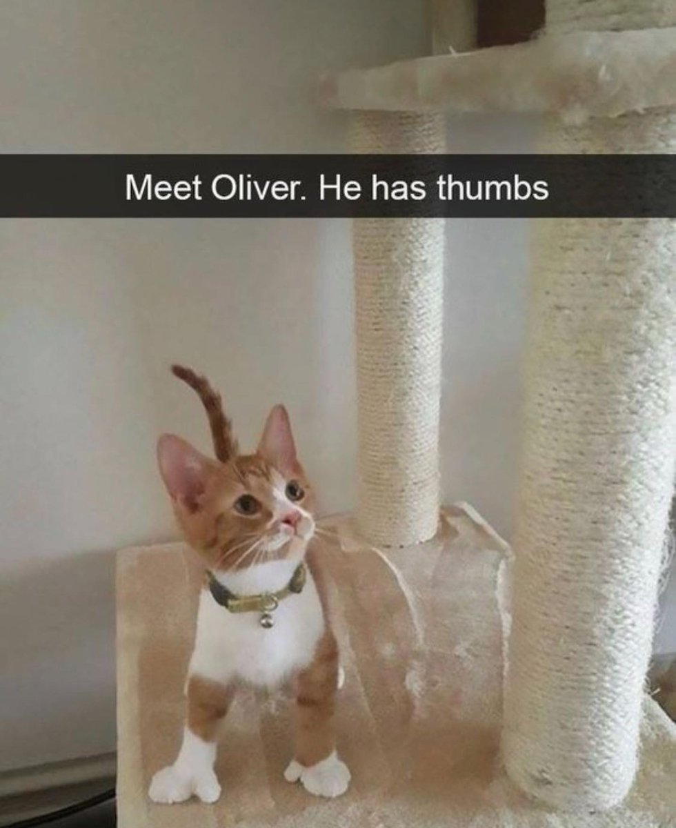 Punch Cat tweet media