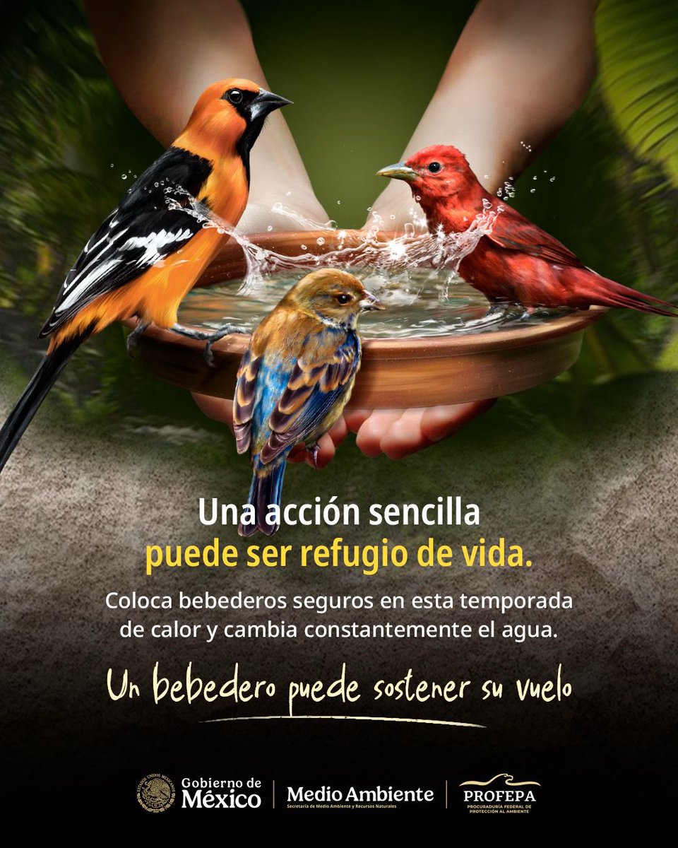 SEMARNAT_mx's tweet photo. Durante la temporada de calor, instalar bebederos seguros y mantenerlos limpios puede brindar apoyo a muchas especies que habitan nuestras ciudades, comunidades y ecosistemas.

#SomosMedioAmbiente https://t.co/xQ0IWBkiQl