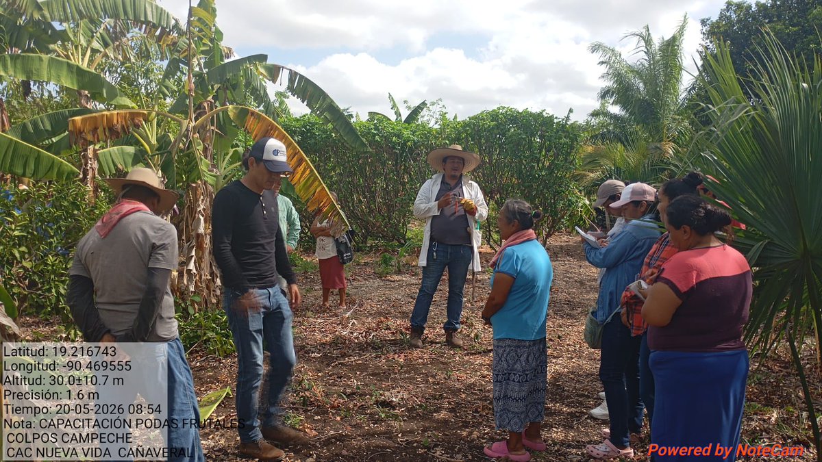 CP_Campeche's tweet photo. Capacitamos a productores del programa Sembrando Vida en manejo de poda y fertilización de frutales en comunidades de Campeche.
A través del proyecto PROTTINS, impulsamos sistemas agroforestales más productivos y sostenibles. https://t.co/YV6NPDgxmD