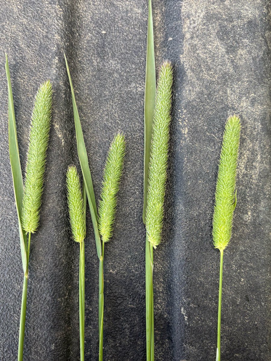 BY_mactkacik's tweet photo. Timothy near Barrhead, headed out and waiting to flower! 

@BrettYoungSeeds https://t.co/0ed8iobSPL