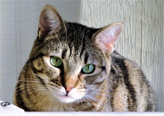 sachikoko's tweet photo. 🙏🏽PLZ SHARE
💓Very Shy, Sweet 7.5YO Brown #Tabby Kitty "VAL"💓
📢Needs A Quiet, Patient #FureverHome🏡 W/ Another Kitty🐈
▶4 INFO ▶️4 INFO https://t.co/RXKDz8ZStF
🙏🏽 #Adopt #AdoptDontShop
#SealBeach, #CA #OrangeCounty #SoCal
✅Cats @SealBeachAnimal #ForgottensoulsHour #US #CATS https://t.co/8huACSsgrZ