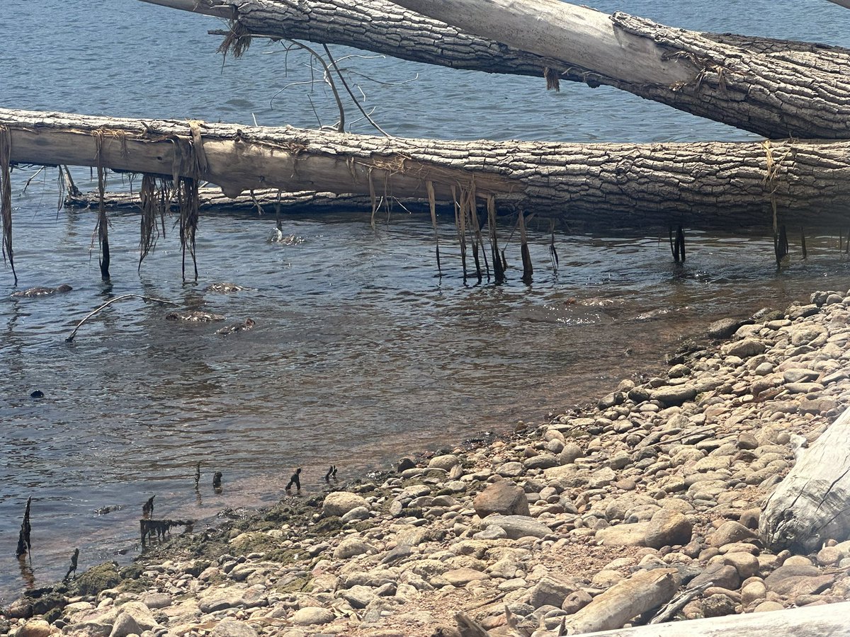 StreamzWithJedi's tweet photo. DUCKS!!!! https://t.co/wJ6iRXFW9O