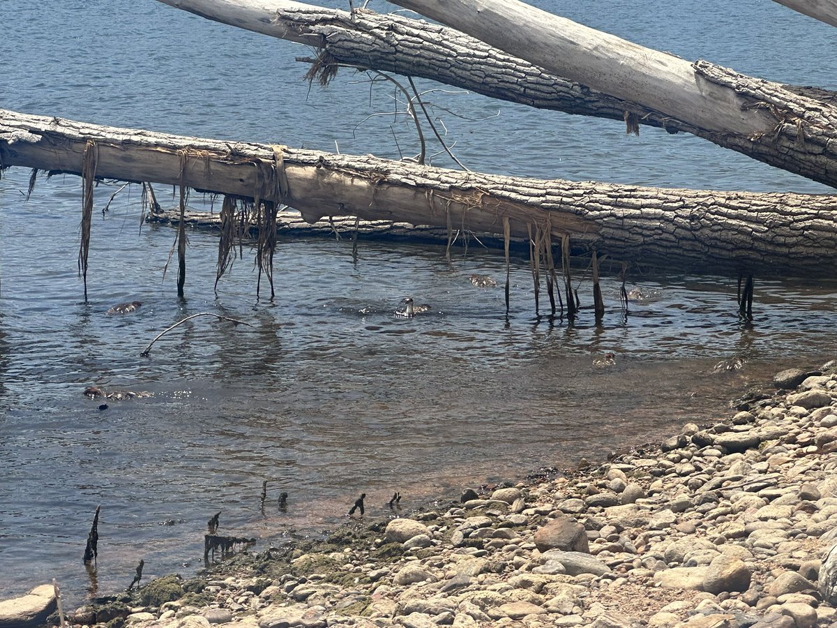 StreamzWithJedi's tweet photo. DUCKS!!!! https://t.co/wJ6iRXFW9O